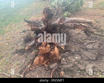 Cremona, Italy July 15th 2026 Tree trunk lying on the ground with roots unearthed, illustrating storm damage and ecological impact after severe weathe Stock Photo