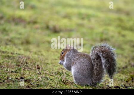 An Eastern gray squirrel (Sciurus carolinensis) sits in profile on a mossy green lawn, eating food held tightly in its front paws. Ample copy space Stock Photo