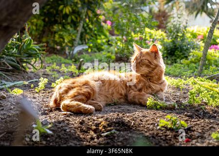An ginger tabby cat relaxing peacefully on ground in a sunny lush garden, bathed in warm afternoon sunlight surrounded by green plants Stock Photo