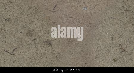 Top view of compacted sandy soil ground featuring sparse bits of small twigs and pine needles. Stock Photo
