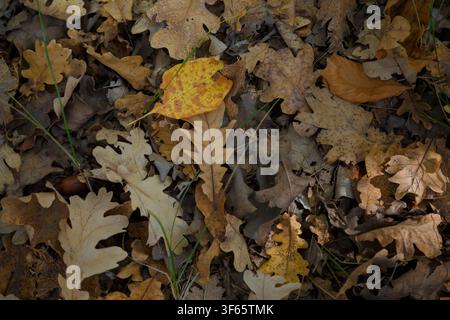 colorful oak leaves cover in the autumn forest Stock Photo