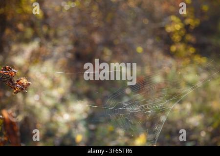 Spidernet in sunlight on blurry forest background Stock Photo