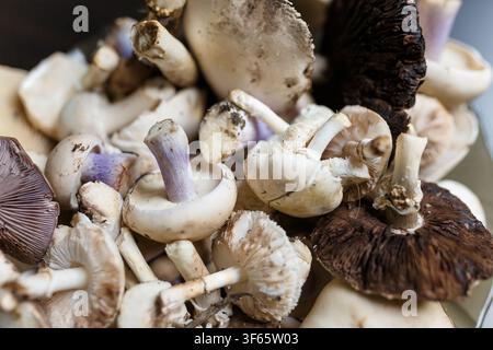 Close up shot of fresh forest dirty champignon and tricholoma mushrooms on black background. Raw healthy organic vegetarian food. Diet, nutrition Stock Photo