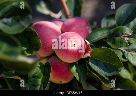 Fresh red apples hanging on branches of apple-tree in summer orchard. Stock Photo