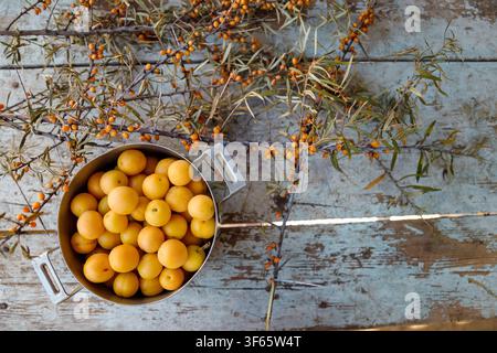 yellow mirabelle plums in a metal pot with sea buckthorn branches and berries on the wooden old blue table background, top view Stock Photo