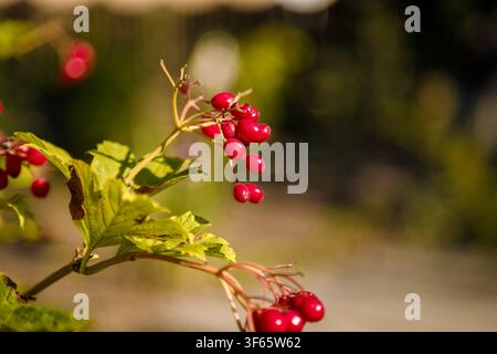 Red viburnum berries on blurry green background, copy space Stock Photo