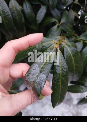 Close up of a hand holding evergreen plant leaves covered with light snow or frost on a cold winter day. Stock Photo