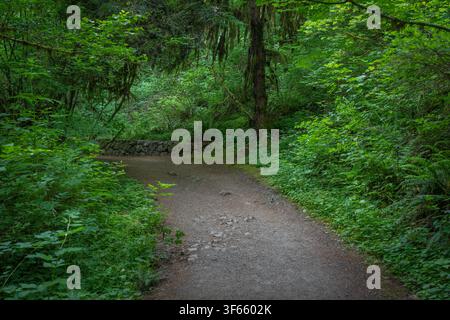 Winding forest path through lush green woodland with ferns, moss and dense trees, creating a calm natural hiking scene in soft light. Stock Photo