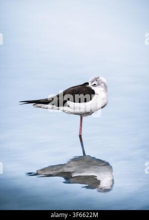 Black-winged Stilt standing on one leg while resting in shallow calm water. Natural wildlife image showcasing the bird's elegant silhouette. Stock Photo