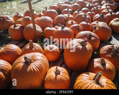 Abundant Orange Pumpkins Displayed in Rows at a Fall Farm Stock Photo