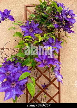 Blooming purple clematis vine growing on a lattice trellis against a building wall Stock Photo