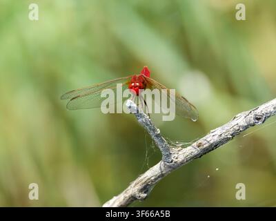 Red-veined Darter dragonfly (Crocothemis erythraea) perched on a twig in Saint-Michel-en-Brenne. Stock Photo