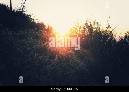 Golden Sunset Lens Flare Glowing Through Mountain Brush and Trees Stock Photo