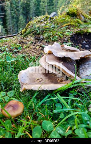Close-up of wild oyster mushrooms lyophyllum decastes on the forest floor covered with moss and pine needles. Stock Photo