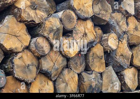 Stacked cut logs form a dense timber pile revealing tree rings, cracked ends and rough bark. Natural wood textures and earthy tones emphasize forestry Stock Photo