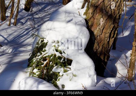 Northern Wi Vector Small evergreen spruce tree buried under a thick layer of fresh white ...