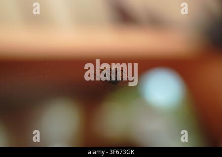 Macro side profile shot of a brown jumping spider (Plexippus petersi) with its shadow reflection on glass against warm bokeh. Stock Photo
