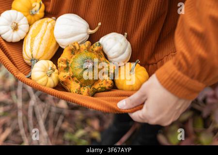A close up of a person's hands holding a brown corduroy basket filled with various small white and yellow pumpkins in an outdoor autumn setting. Stock Photo
