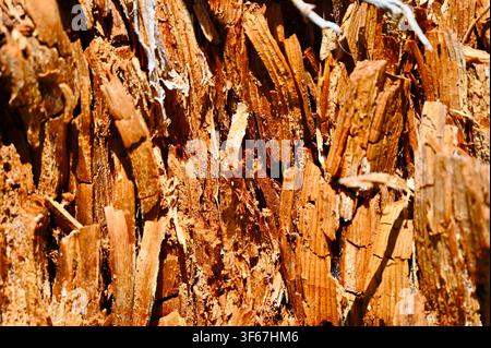 A close-up, macro-style photograph capturing the rich, fibrous texture of rough, weathered tree bark and splintered wood. Deep amber, brown, and golden tones highlight the jagged layers, crevices, and natural patterns of decaying or damaged timber. Stock Photo