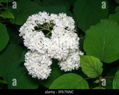 White  Hydrangea (Hydrangea arborescens) in bloom,Quebec,Canada Stock Photo