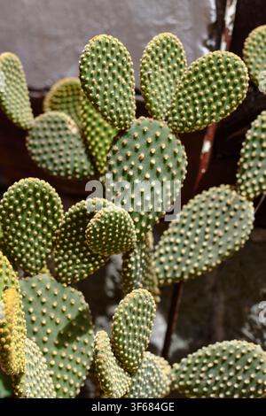 Bunny-ears cactus features unique pads with spines, displaying rich green hues, set against a rustic stone wall background Stock Photo