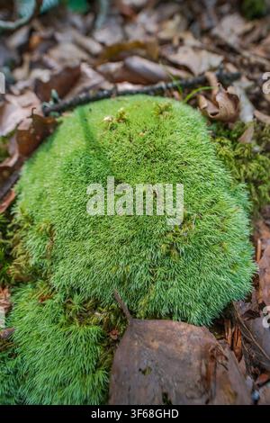 Close-up of vibrant green Pincushion moss Leucobryum glaucum forming a dense cushion on a woodland forest floor surrounded by dry brown leaves. Stock Photo
