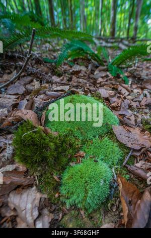 A detailed view of a dense cushion of bright green pincushion moss (Leucobryum glaucum) on the forest floor, surrounded by fallen brown leaves. Stock Photo