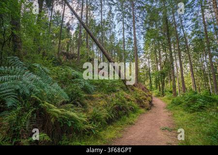 A scenic woodland path winds through dense green foliage and tall pine trees in Cornwall, United Kingdom, with a fallen tree resting on a mossy bank. Stock Photo