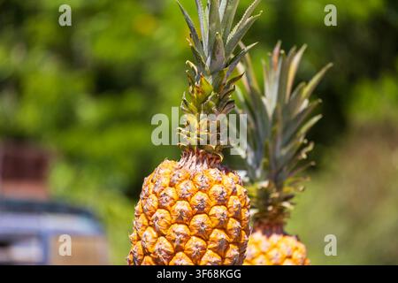 Fresh pineapple from the Amazon Rainforest, photo taken in the fields with a smooth green background from the vegetation of the region. Stock Photo