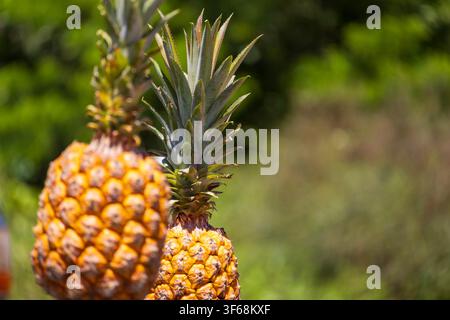 Fresh pineapple from the Amazon Rainforest, photo taken in the fields with a smooth green background from the vegetation of the region. Stock Photo
