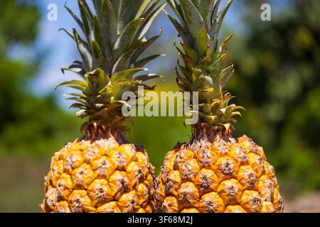 Fresh pineapple from the Amazon Rainforest, photo taken in the fields with a smooth green background from the vegetation of the region. Stock Photo