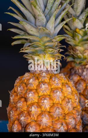Fresh pineapple from the Amazon Rainforest region of Brazil, vibrant yellow with incredible texture and symmetry patterns. Stock Photo