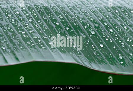 Green Banana Leaf With Water Droplets Close Up Stock Photo