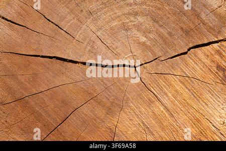 Cracked Tree Stump Wood Texture Background Close Up Stock Photo