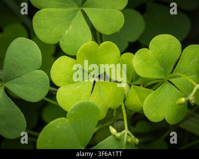 Top down close up of lush vibrant green shamrock leaves forming a natural pattern in a spring garden Stock Photo