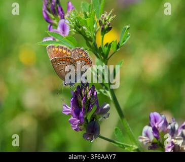 female common blue butterfly polyommatus icarus laying eggs on medicago blossom  Stock Photo