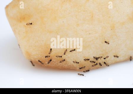 Macro view of small ants feeding on an apple slice. Highlights pest infestation and insect behavior on a white background. Stock Photo