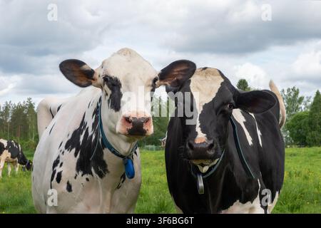Holstein Friesian dairy cows in a meadow Stock Photo