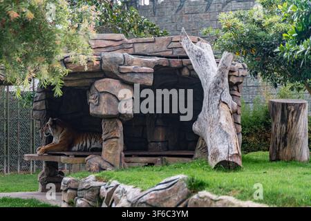 Tiger resting in the grass, nature, wild animals. Stock Photo