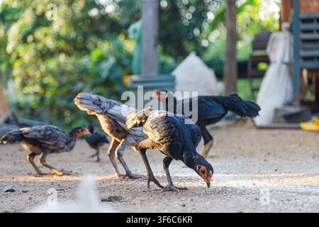 Young free range chickens foraging on a rural farm during golden hour. Natural poultry farming, sustainable agriculture, and backyard livestock concep Stock Photo