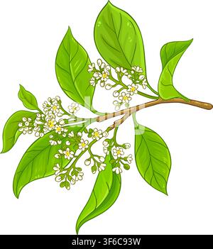 Camphor Branch with Flowers, Berries and Leaves Colored Detailed Illustration. Essential oil ingredient for cosmetics, spa, aromatherapy, health care, Stock Vector