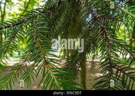 Closeup of evergreen spruce branches with sharp green needles growing on tree trunk in sunlit forest. Stock Photo