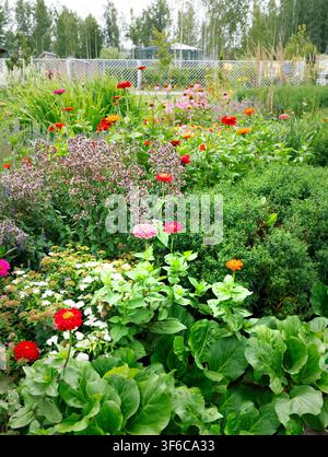 Blooming colorful zinnia flowers in summer cottage garden. Beautiful vibrant botanical field with mix of green plants. Natural scenic backyard Stock Photo