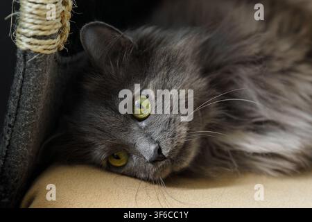 Portrait of a fluffy sad grey cat with striking green eyes resting comfortably on a soft cushion, capturing a peaceful and domestic feline moment Stock Photo
