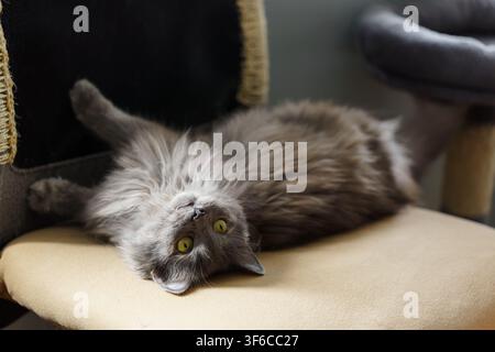 Fluffy grey cat lying upside down on a chair, showing a playful and curious expression while looking directly at the camera in a cozy home Stock Photo
