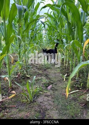 Curious black and white cat standing in a lush cornfield between tall green maize rows. Natural rural landscape with strong leading lines, ideal for t Stock Photo