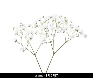 Two twigs with small white flowers of Gypsophila (Baby's-breath)  isolated on white background.  Large DOF Stock Photo