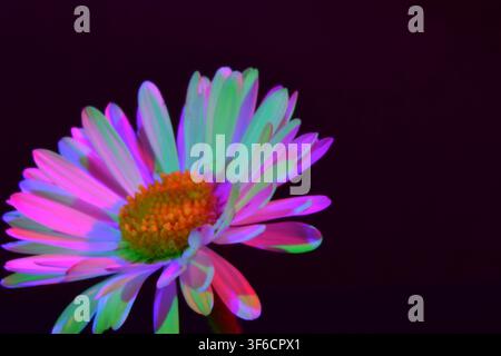 Psychedelic daisy flower with RGB colour separation, chromatic aberration and copy space on a black background Stock Photo