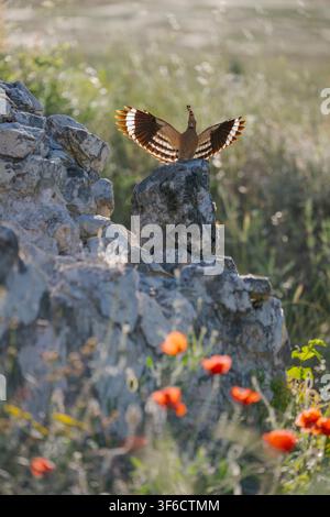 Eurasian Hoopoe in flight bringing food to its young, Upupa epops, Bulgaria Stock Photo