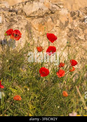 Poppies, wildflowers, Bulgaria Stock Photo